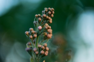 Wild Flowers
